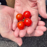 シアラス農園でトマトを収穫しました