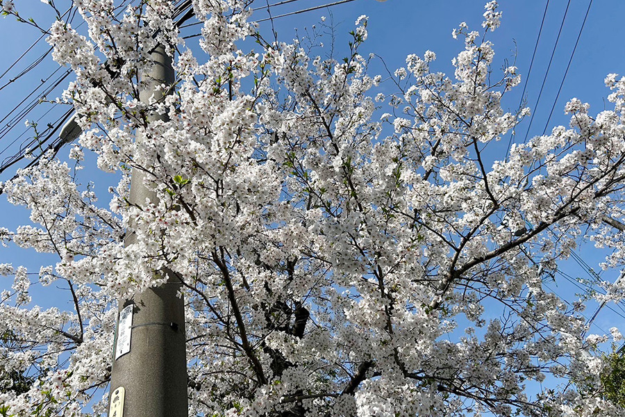 青空を背に満開の桜