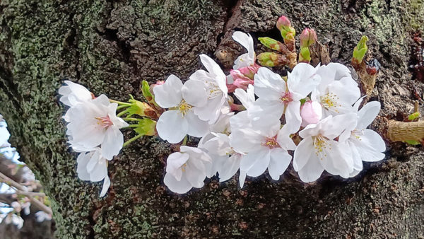 ナーシングシアラス勝川 春のお花見散歩を開催【第一回】