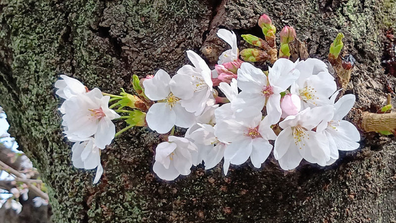 ナーシングシアラス勝川 春のお花見散歩を開催【第一回】
